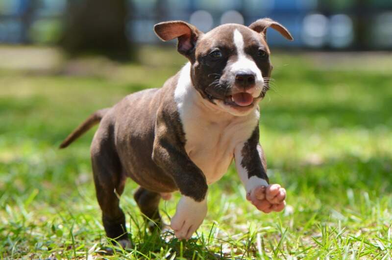 Boy 5 - Male American Staffordshire Terrier puppy from LBK AmStaffs