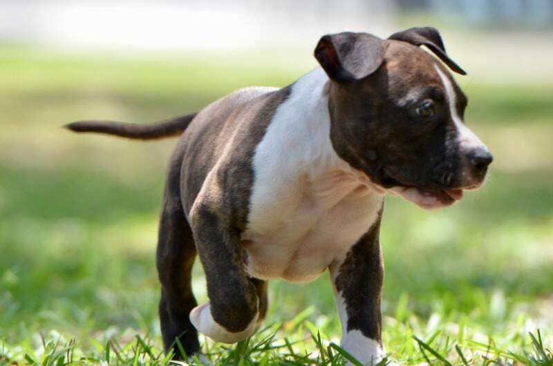 8 weeks