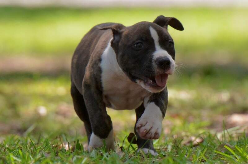 8 weeks
