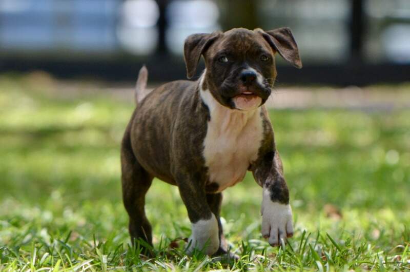 8 weeks