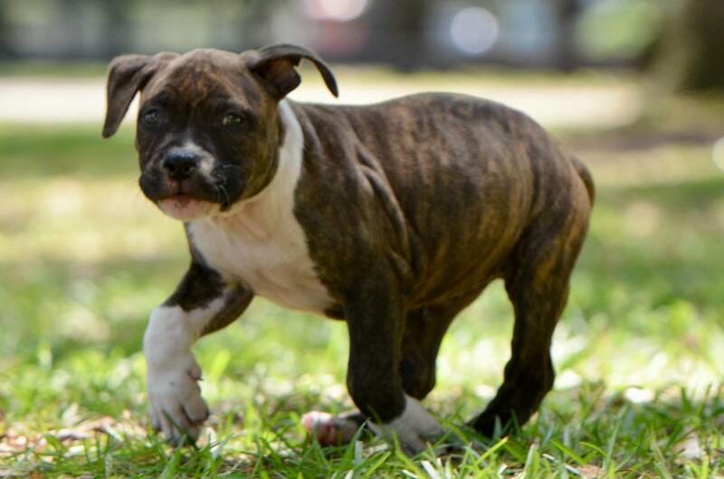8 weeks