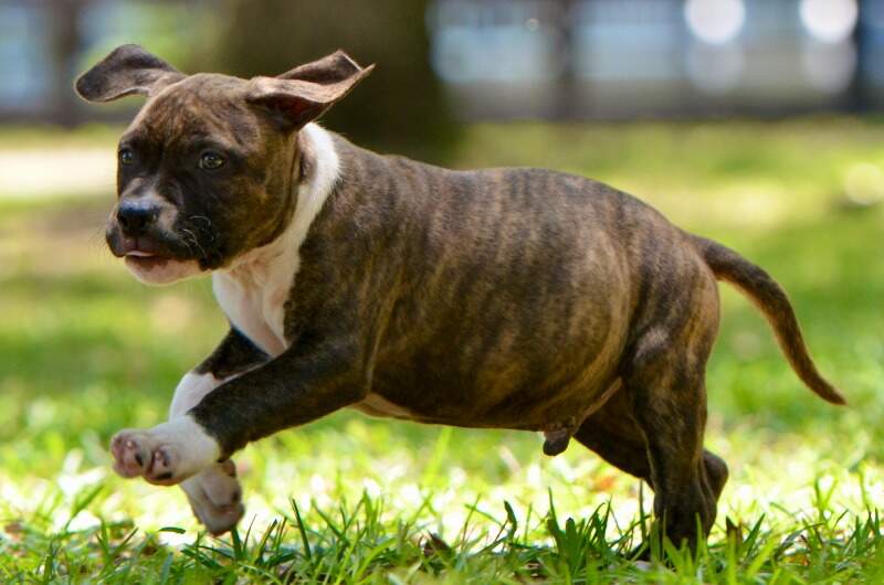 8 weeks