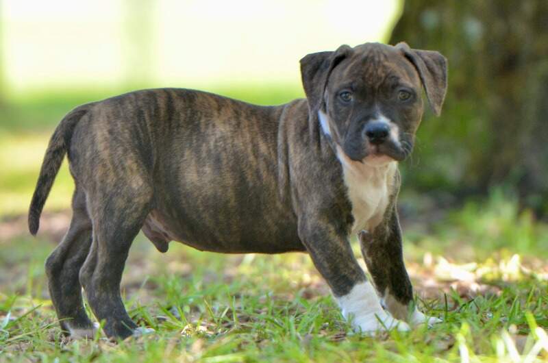 Boy 6 - Male American Staffordshire Terrier puppy from LBK AmStaffs