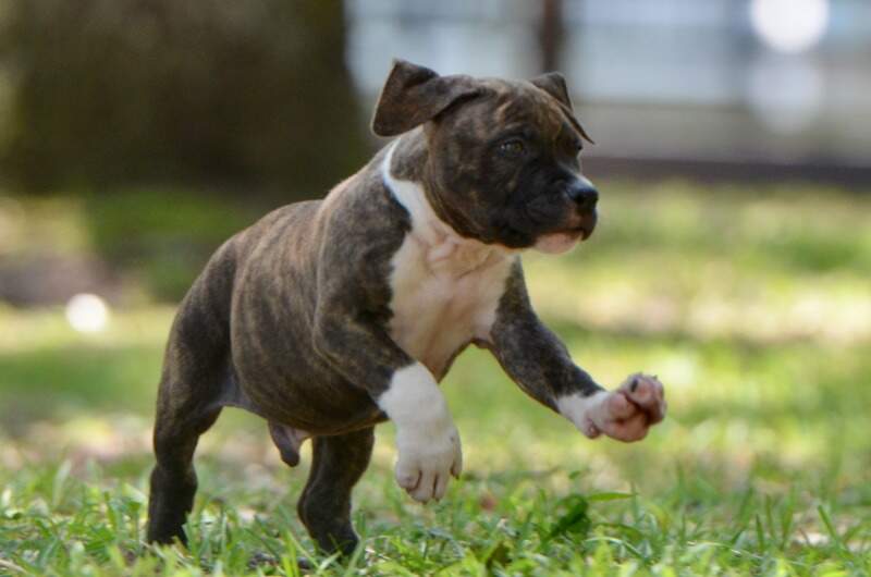 8 weeks