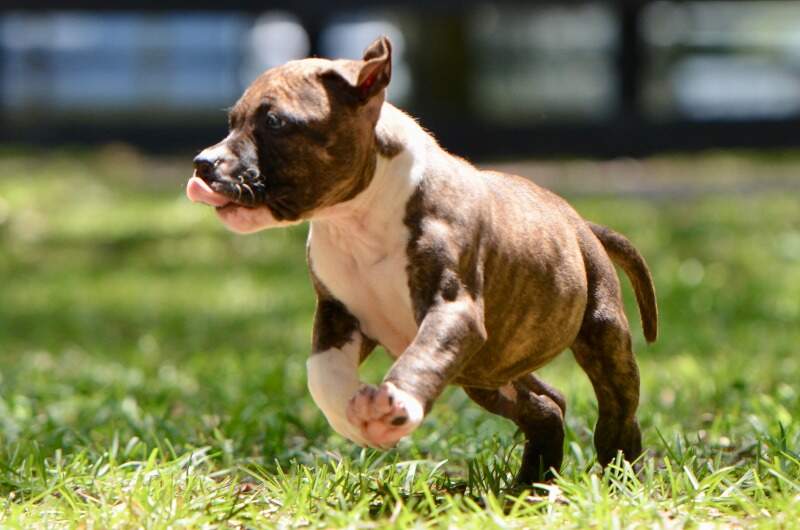 8 weeks