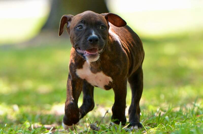 Airhead - Male American Staffordshire Terrier puppy from LBK AmStaffs