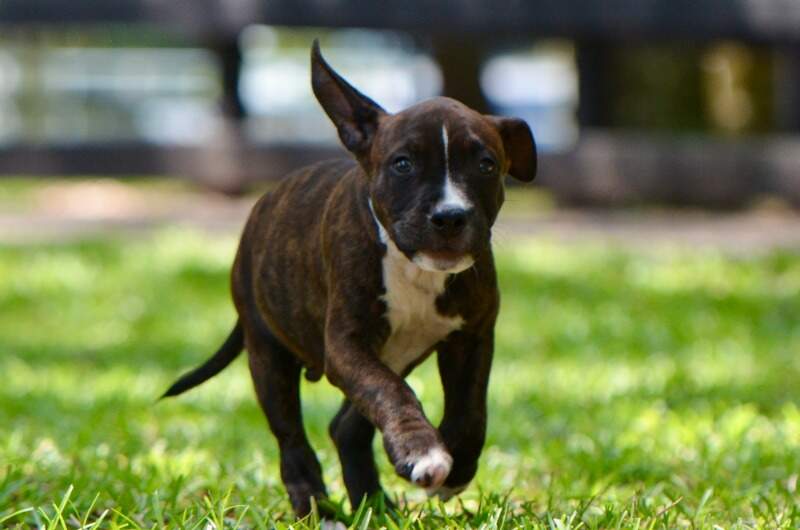 Dum Dum - Male American Staffordshire Terrier puppy from LBK AmStaffs