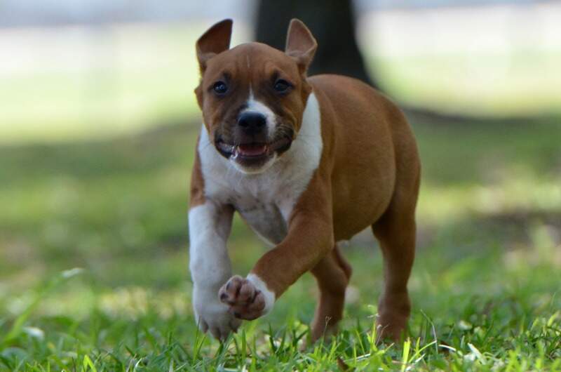 Starburst - Male American Staffordshire Terrier puppy from LBK AmStaffs