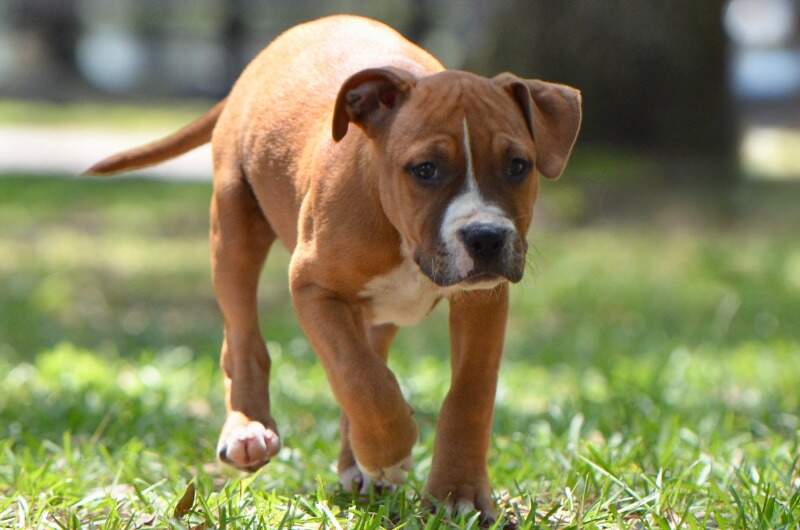 Nerd - Male American Staffordshire Terrier puppy from LBK AmStaffs
