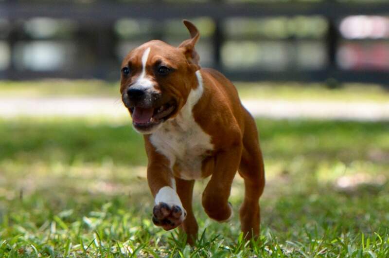 Almond Joy - Male American Staffordshire Terrier puppy from LBK AmStaffs