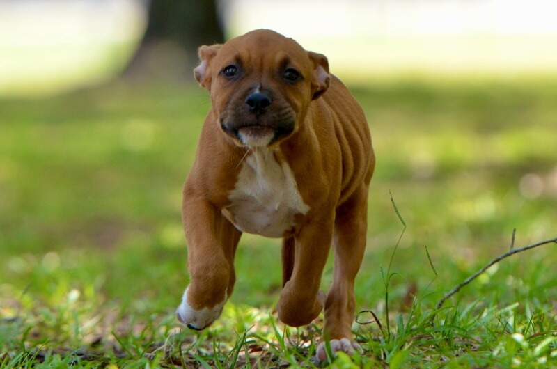 Butterfinger - Female American Staffordshire Terrier puppy from LBK AmStaffs