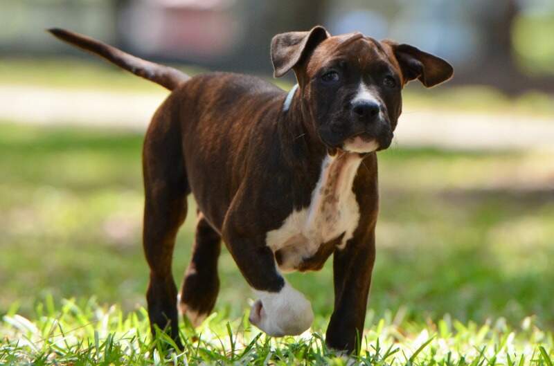 Baby Ruth - Female American Staffordshire Terrier puppy from LBK AmStaffs
