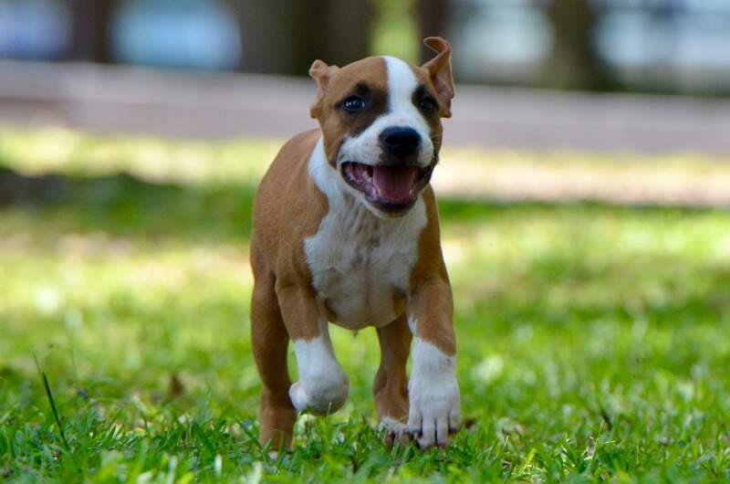 Iron - Male American Staffordshire Terrier puppy from LBK AmStaffs