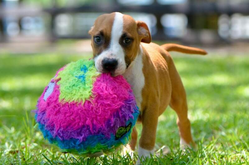 10 weeks