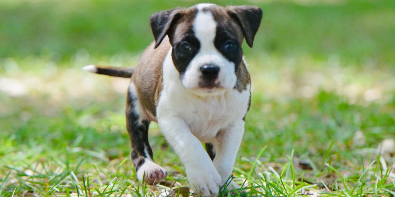 8 weeks