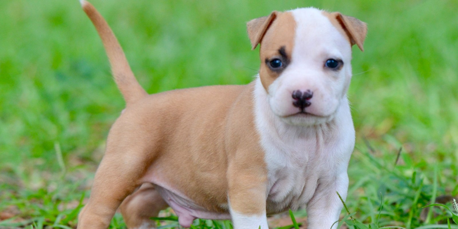 LBK’s I’m Strong to the Finish x LBK'S Rebel and Proud  Tullamore Dew At Buckeye litter